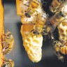 Propolis – prirodni saveznik zdravlja