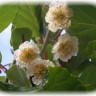 Kivi - biljka vječne mladosti