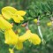 cytisus.jpg
