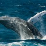 U Čileu Svjetska konferencija o kitovima