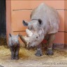 Beba nosorog dobila ime po Kofiju Annanu