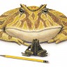 Beelzebufo ‘Đavolja žaba’