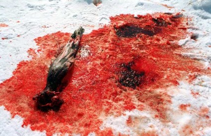 Od 2003. godine pobijeno je 1,3 milijuna tuljana kako bi se njihovo krzno prodavalo na europskom tržištu