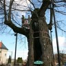 Gornja Stubica - Lipa Matije Gupca