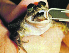 Ljekovita žaba