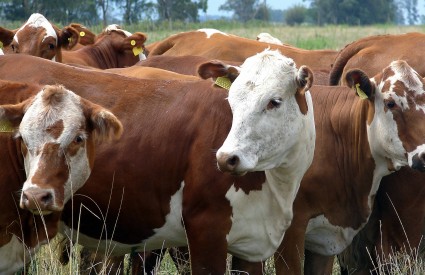 Spor koji traje već deset godina započeo je zabranom uvoza govedine iz SAD-a i Kanade u EU