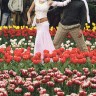 Indija - Bollywood među kašmirskim tulipanima