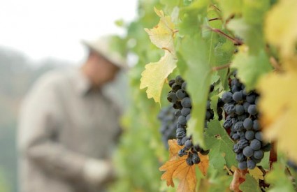 Kako sačuvati stare sorte vina Kako sačuvati stare sorte vina
