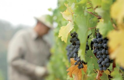 Engleska bi mogla uzgajati Merlot i Cabernet sauvignon