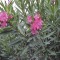 nerium_oleander.jpg