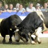 Seoska olimpijada u Radošiću 