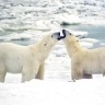 Polarni medvjedi na udaru klimatskih promjena