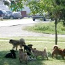 Psi lutalice u bugarskom zoo vrtu poklali 13 rijetkih životinja