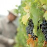 Vinarima nova bespovratna sredstva za vinograde