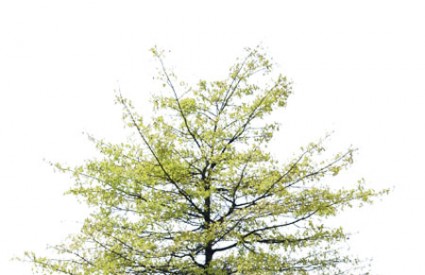 Može li ovo malo stablo pomoći u smanjenju emisija ugljičnog dioksida?