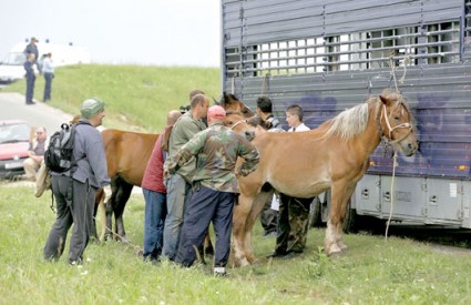 Životinje su odvezene u štale u Petrovini gdje prolaze veterinarske kontrole, a provodi se i utvrđivanje vlasništva