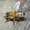 Pristala na 1,500 pčelinjih uboda zbog multipla skleroze