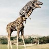 Žirafa ‘organizirala’ bijeg životinja
