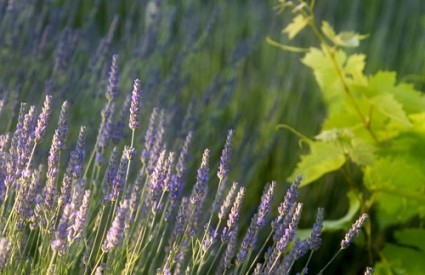 Lavanda fantastično čisti tepihe