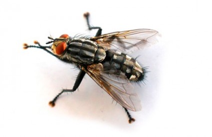 Kako Mujo razlikuje muhe?