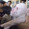 Majmunolika svinja okoćena u Kini