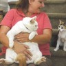 Nađena mačka od 20 kilograma