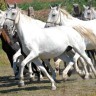 Lipicanci postaju bijeli zbog genetske mutacije 