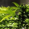 Nizozemski Vrhovni sud odobrio uzgoj marihuane u svrhu liječenja 