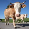 Krave imaju magnetski osjet smjera