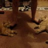 Maženje mački