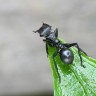 Europski mravi uvijek idu - ulijevo?