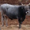 Promocija i valorizacija istarskog goveda 