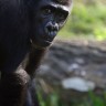 Posljedni indijski gorila shrvan samoćom
