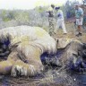 eBay: opasnost za slonove