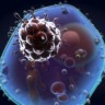 Otkriven novi soj virusa HIV-a