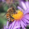 Pčele sve više nestaju zbog pesticida