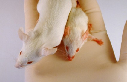 Više od trećine miševa je zaraženo
