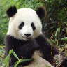 Panda bi mogla izumrijeti kroz nekoliko generacija