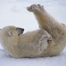 Island naredio ubijanje polarnih medvjeda