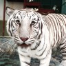 Bijeli tigrovi