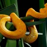 U Tanzaniji otkrivene nove vrste zmija