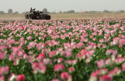 Britanski vojnici nadgledaju jedno od afganistanskih polja maka