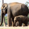 Prijenos rođenja slonića na internetu 