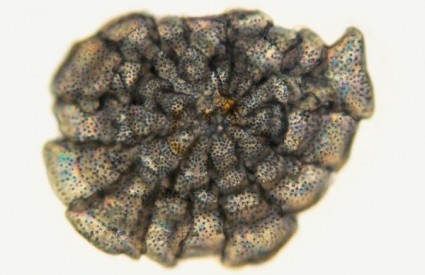 Foraminifera iz vrste Planorbulina mediterranensis