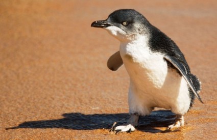Mali Happy Feet na putu oporavka Mali Happy Feet na putu oporavka