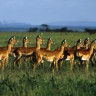 Četvrtini vrsta antilopa prijeti izumiranje 