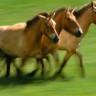 Prvi konji pripitomljeni su prije 5500 godina 
