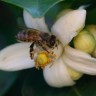 Otkrivena tajna plavo-zelenog meda u Francuskoj