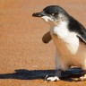 Izgubljeni pingvin Happy Feet je bolje