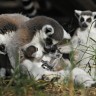 Najugroženiji primati na Zemlji su lemuri